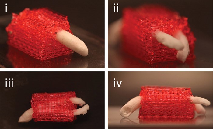 محققان ابتدا یک داربست با پوششی از هیدروژل پرینت سه بعدی شده توسعه دادند.