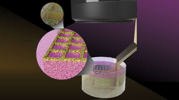 پرینت سه بعدی میکروب های زنده