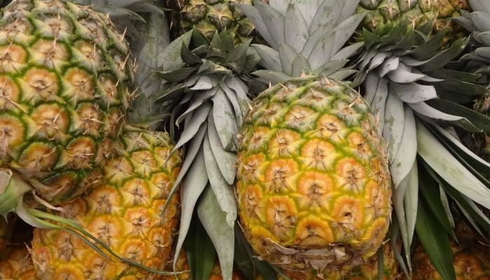 استفاده از زباله های گیاهی برای تقویت ماده پرینت سه بعدی PLA